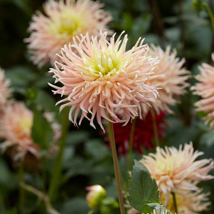 Dahlia Cactus Alfred Grille 1-pakning